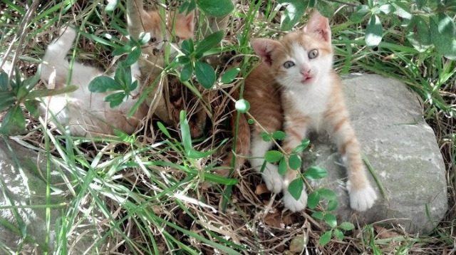 九游sports-世俱杯“东道主奇迹”：本地球队逆袭强敌赢得首胜