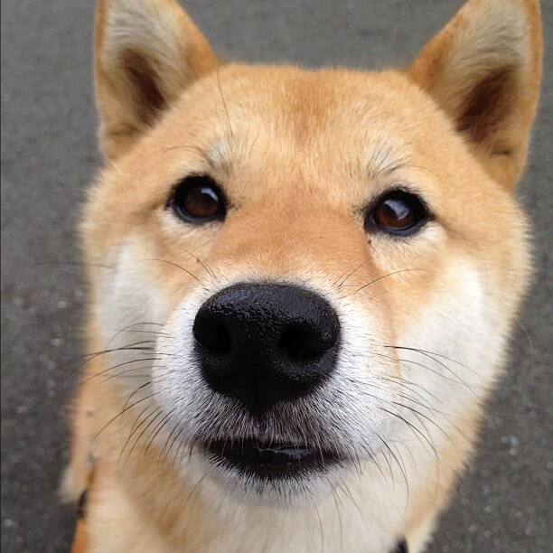 九游娱乐(jiuyou)官方网站-世俱杯“冠军争夺战”前瞻:豪门会师,赛场谁主沉浮? 第1张 九游娱乐(jiuyou)官方网站-世俱杯“冠军争夺战”前瞻:豪门会师,赛场谁主沉浮? 第1张