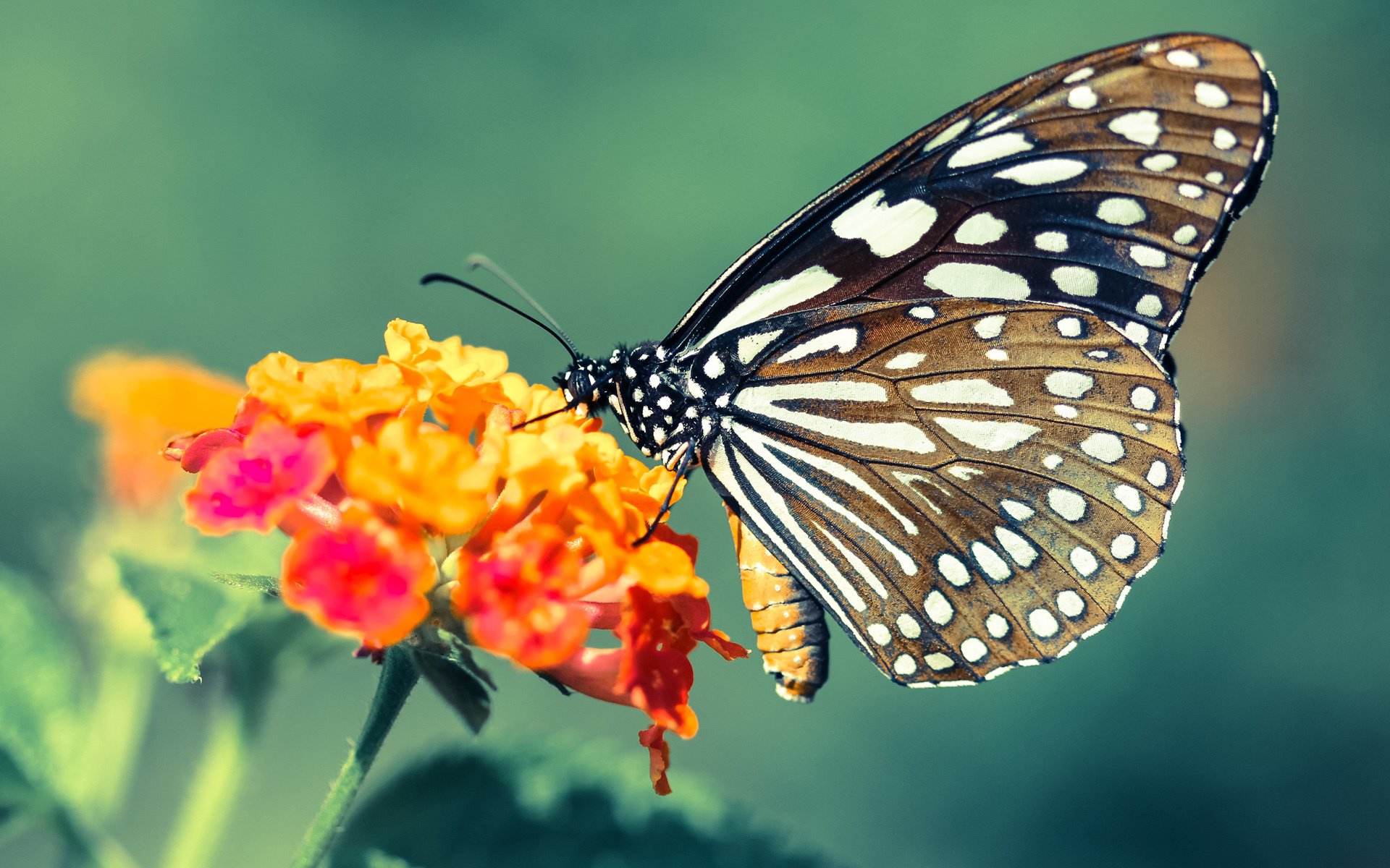 九游娱乐(jiuyou)官方网站-世俱杯“冠军争夺战”前瞻:豪门会师,赛场谁主沉浮? 第3张 九游娱乐(jiuyou)官方网站-世俱杯“冠军争夺战”前瞻:豪门会师,赛场谁主沉浮? 第3张