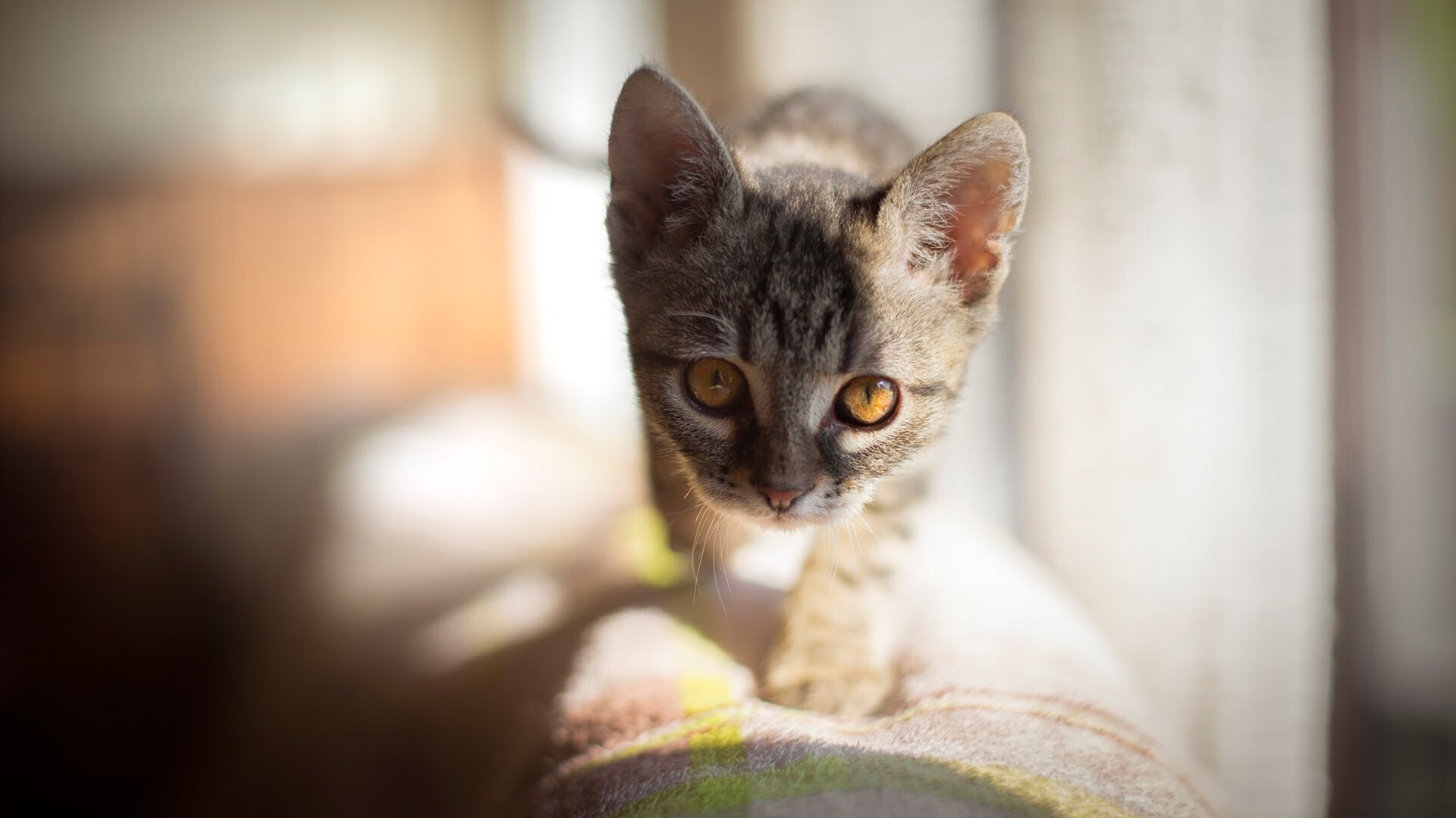 九游用户空间-体育教学互动平台对学生学习动机的促进作用，体育平台活动  第1张