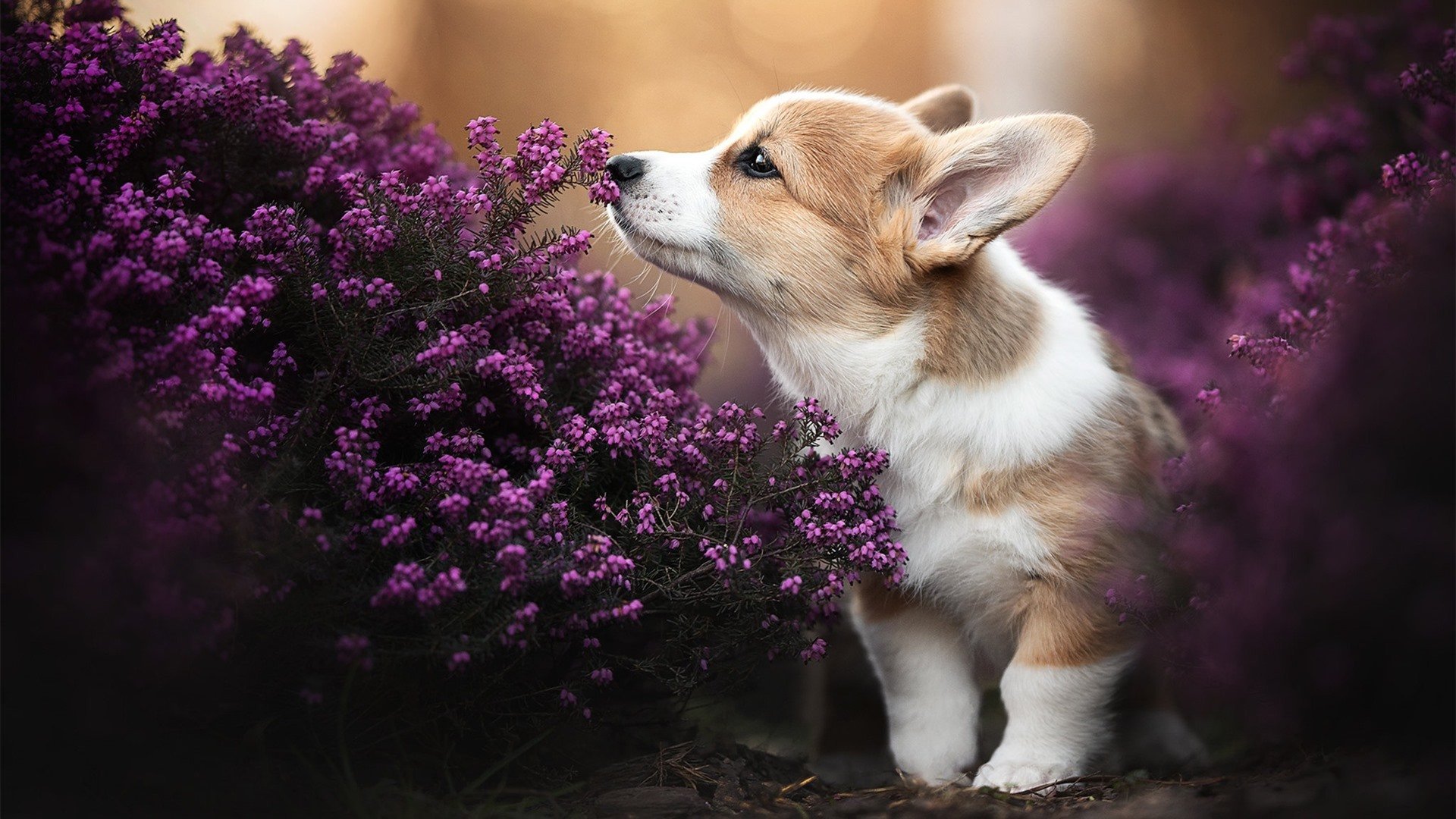 JIU YOU GAME-体育赛事合作营销策略，体育赛事营销方式  第3张