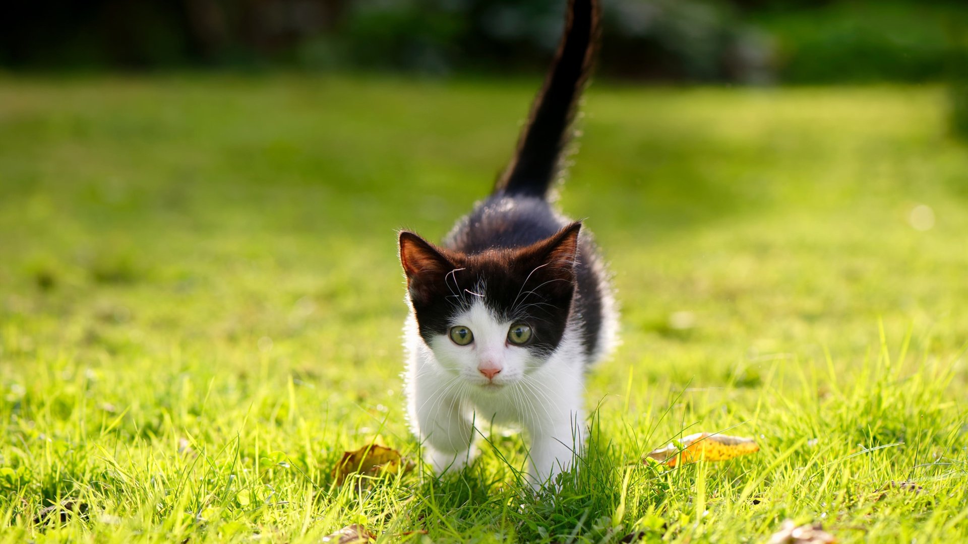 九游用户空间-智能训练辅助设备的开发与应用研究，智能训练是什么意思