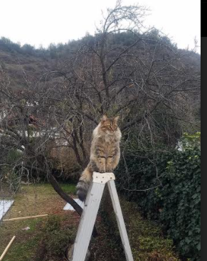 九游游戏中心官网-篮球专项技能训练课程体系优化与实践，篮球专项技能训练课程体系优化与实践研究