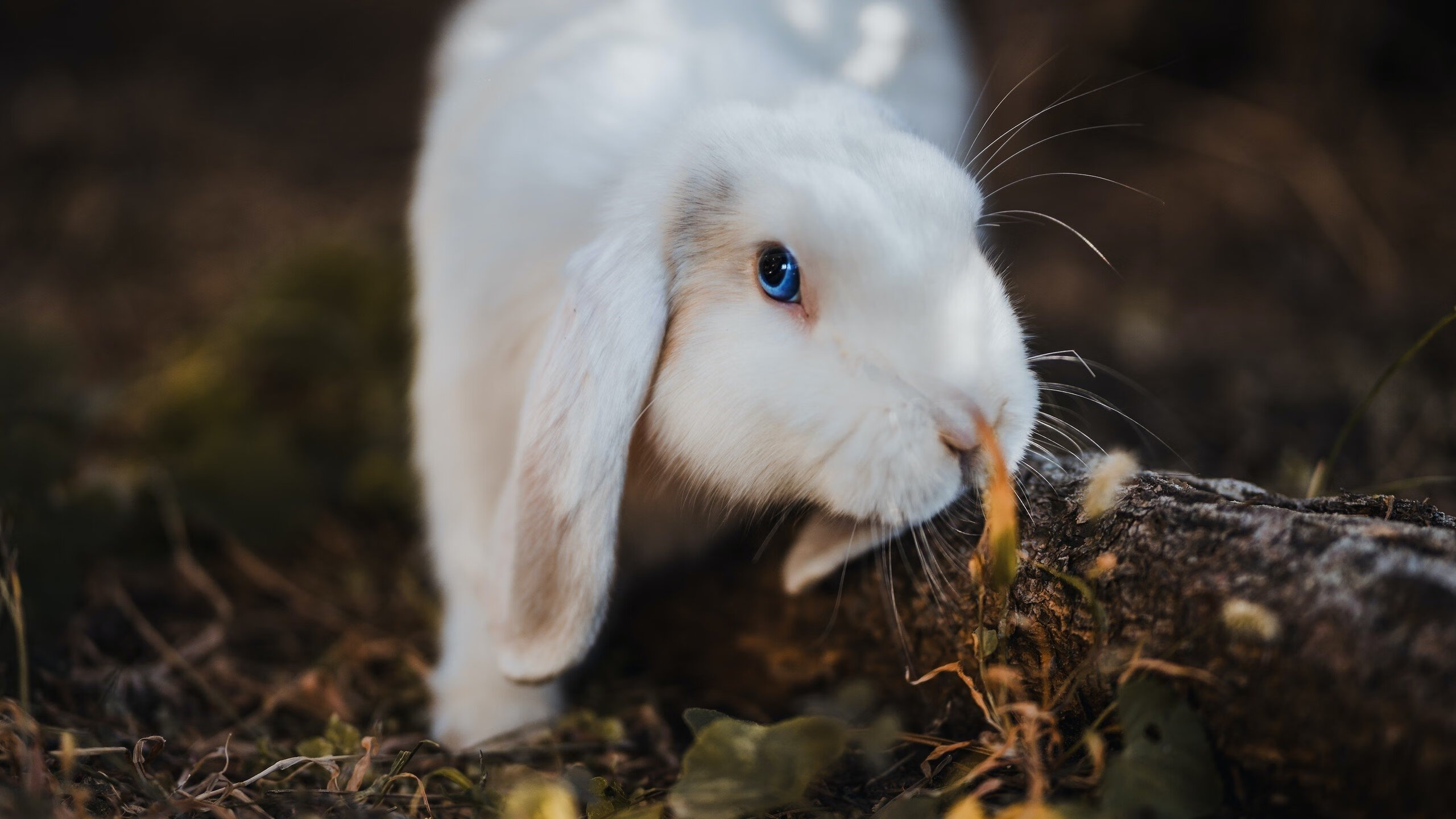 九游登录入口-英超裁判语义模型提升跨语言判罚一致性，英超裁判口哨