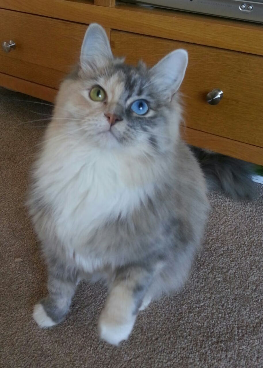 JIUYOU GAMING-五大联赛是否呈现中前场球员多功能化趋势，五大联赛球迷进场