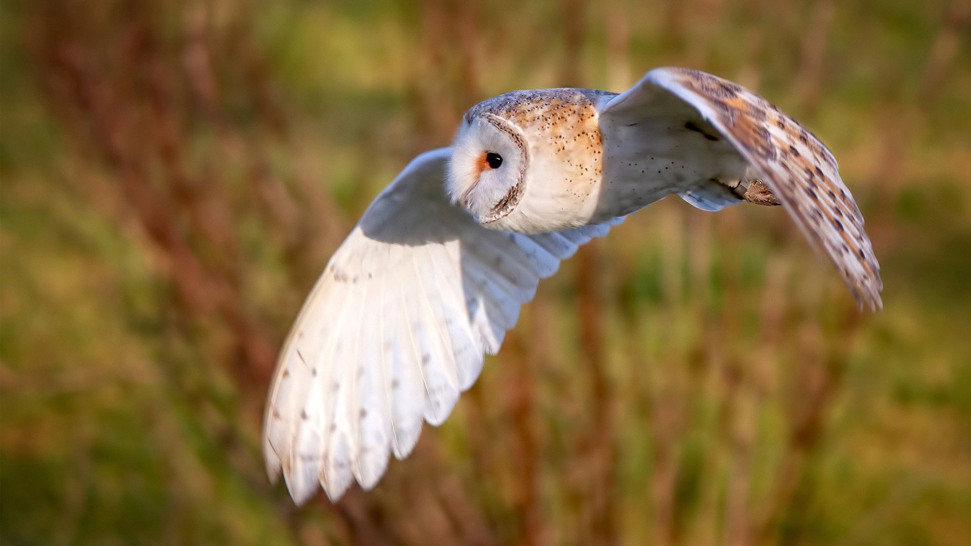 九游网-俱乐部文化建设未形成核心价值观，俱乐部型文化