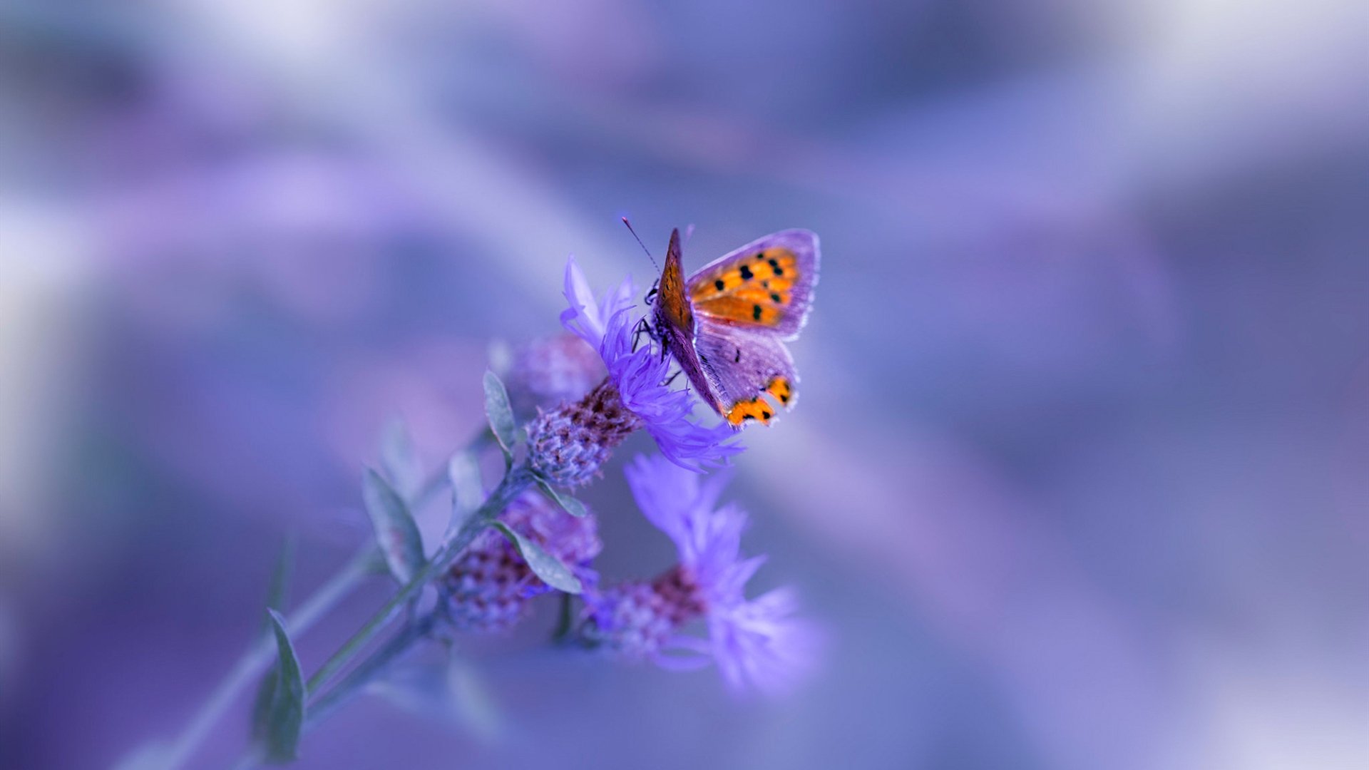 九游游戏中心官网-国家女篮注重场上执行纪律防守态度积极，女篮形式