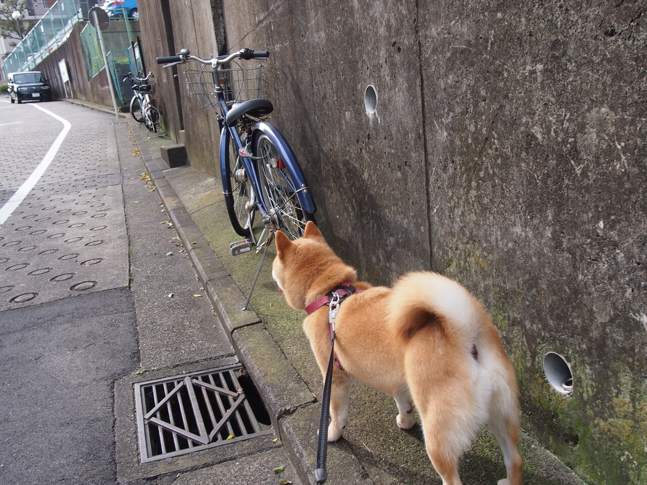 九游官网主页-突尼斯希望中场防守压力大，失误增多，突尼斯足球水平