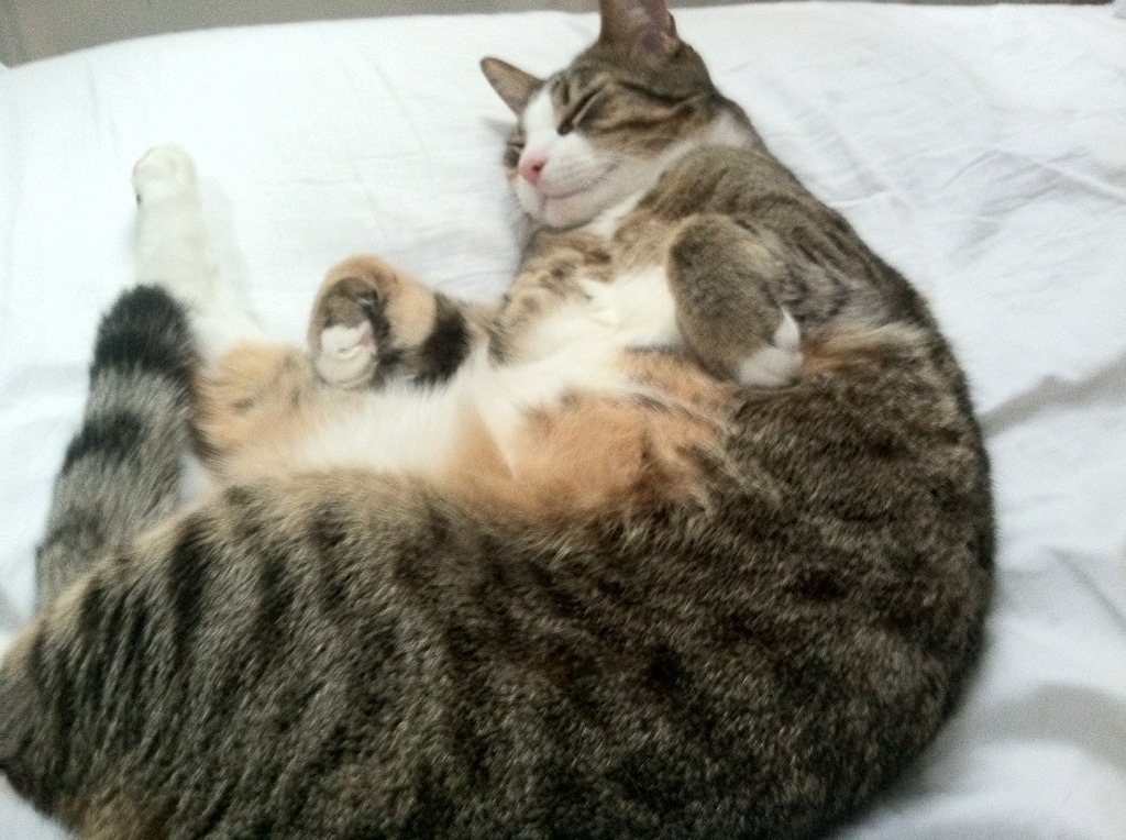 九游下载官网-中国足球国家队守门员技术专项训练取得突破，中国足球国家队守门员全部