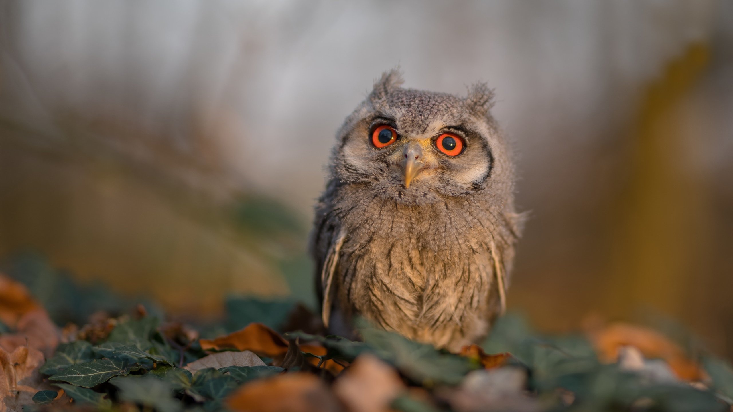 九游网页版官网-女子足球人才结构优化中场核心涌现多位新人，女子国家足球队员