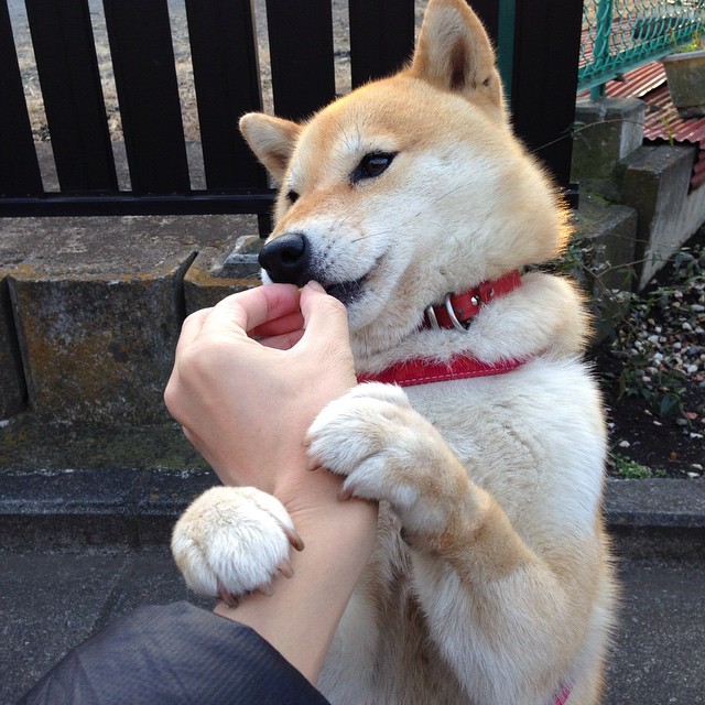 九游官网下载电脑版-德甲前锋冲击金靴榜，射手之争白热化，德甲金靴小钢炮