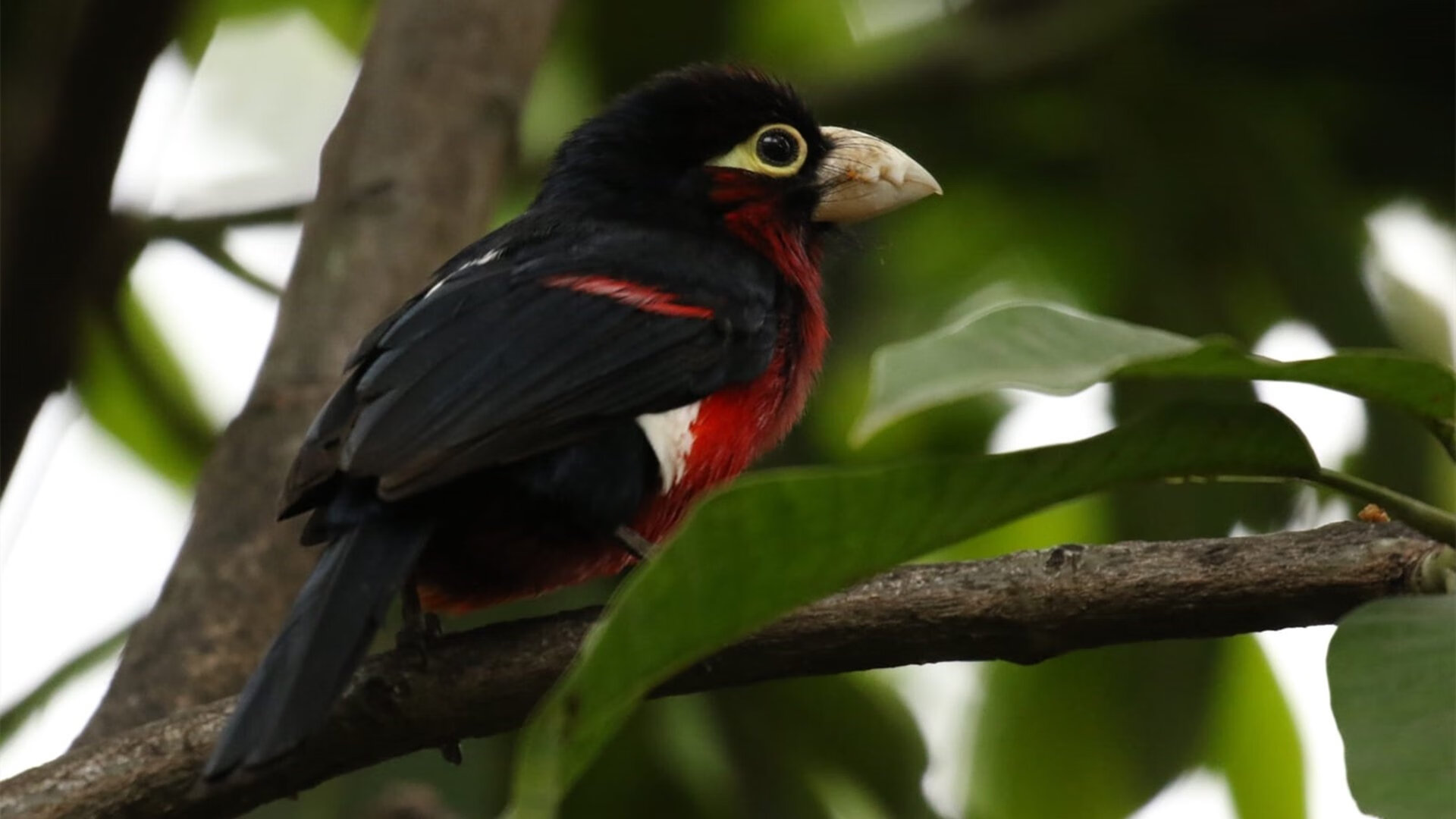 九游登录中心-爱尔兰女子橄榄球队崭露头角，爱尔兰女子组合乐队
