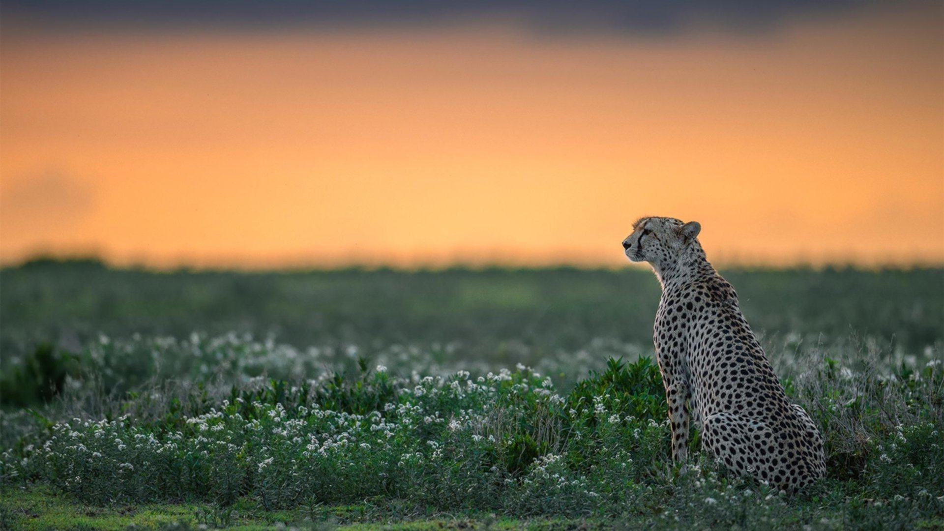 九游官网主页-爱尔兰政府出台橄榄球支持政策，爱尔兰橄榄球队