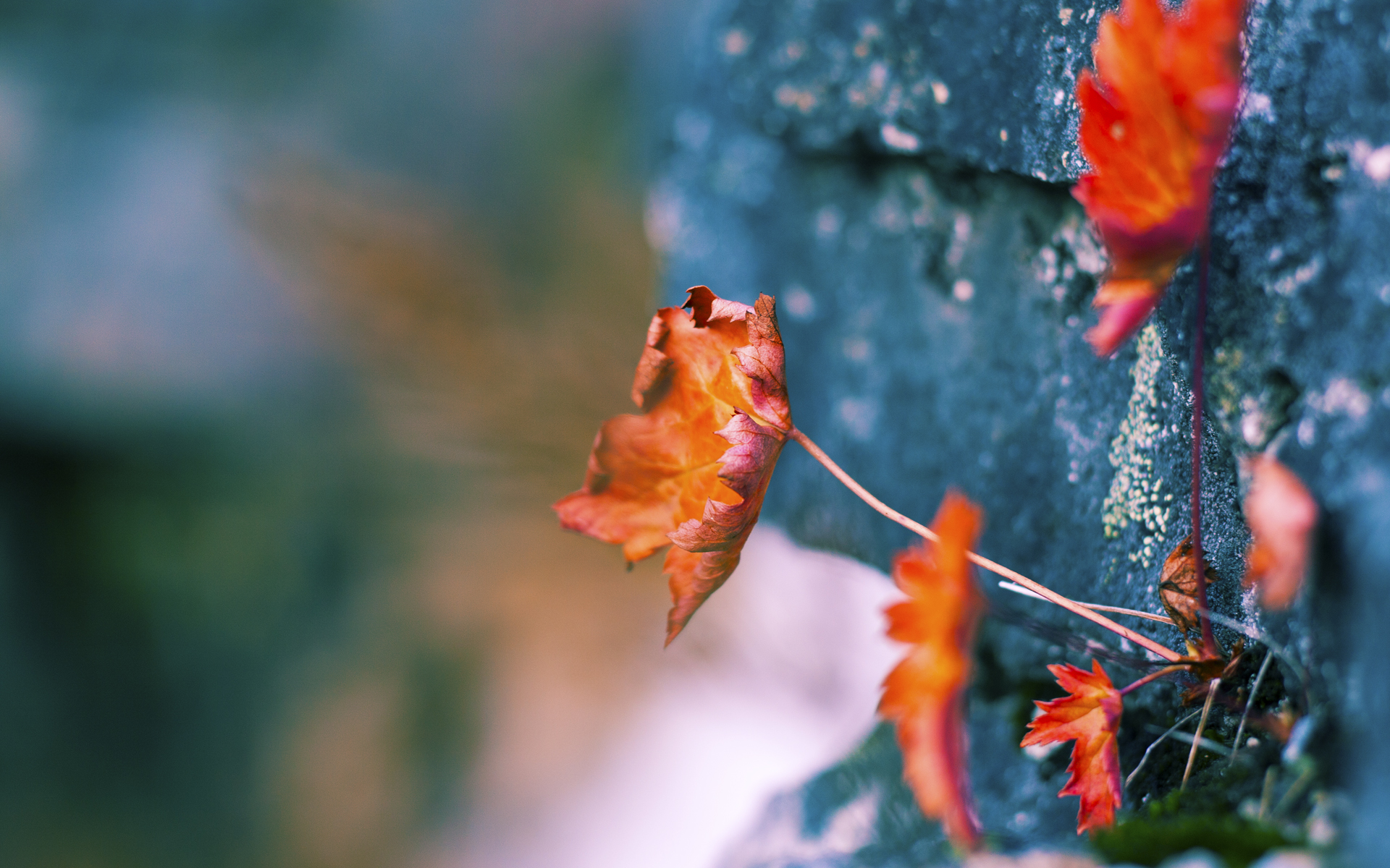 九游APP官网-荷兰队在欧洲预赛中持续发力，士气高昂