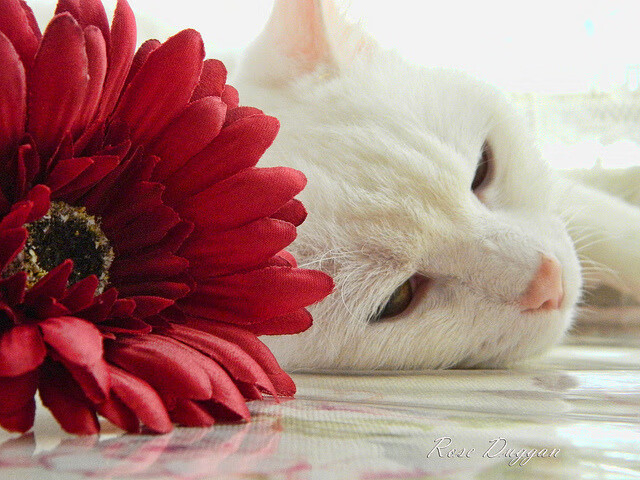 九游jiuyou-训练中突发小伤俱乐部第一时间响应启动紧急治疗机制