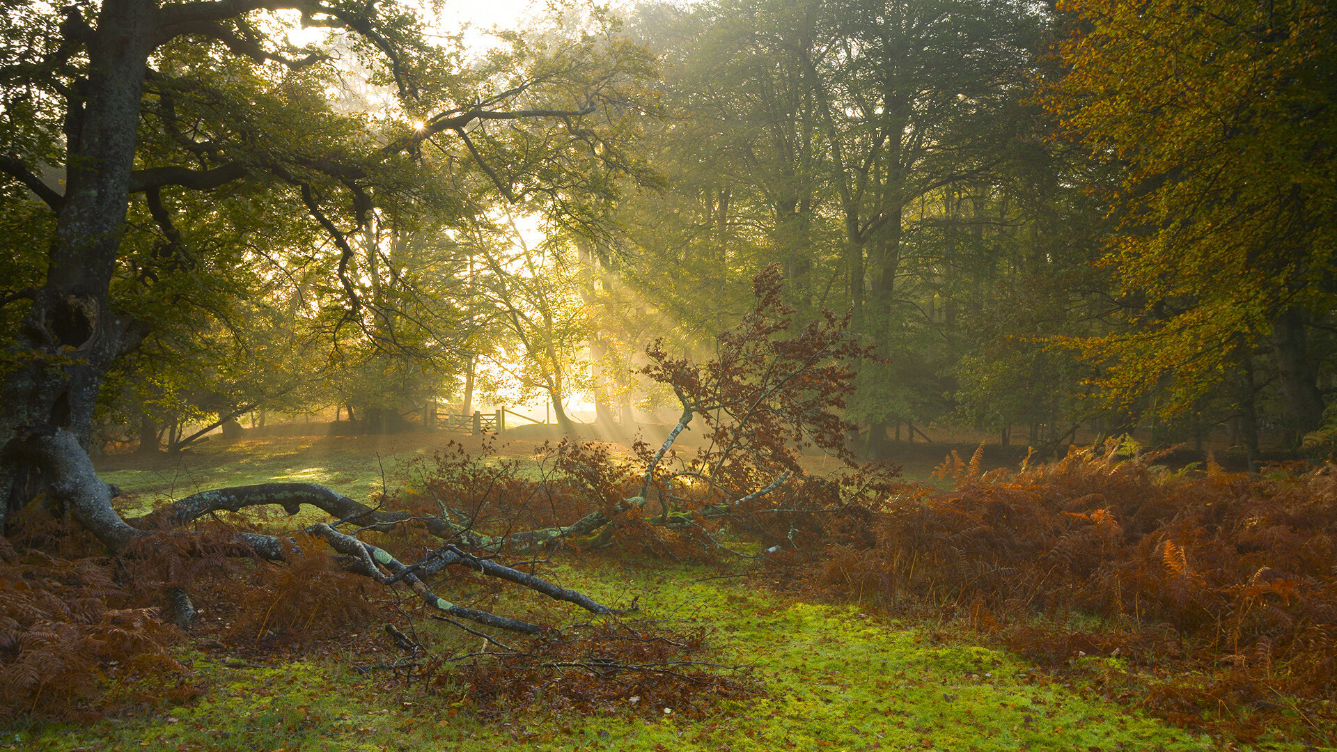 九游电脑版-赞比亚男篮在非洲预赛中拼搏不断，迈步迈向更高巅峰，赞比亚篮球运动员